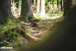 Auch wurzelige Passagen stellen Hardtails oft vor kein allzu großes Hindernis …