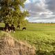 Pferd und Schaf scheint zu passen