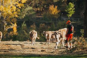 pyrenees-orientales-altitude-adventures-mtb-outsideisfree-nick-cows